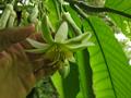 Passiflora gigantifolia, Passiflora lorifera